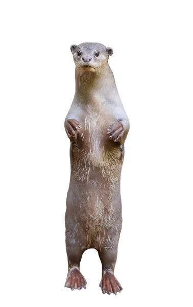 Lontra lisa revestida (Lutrogale perspicillata  ) — Fotografia de Stock
