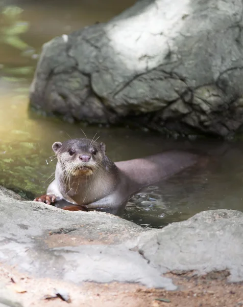 Lontra con rivestimento liscio — Foto Stock