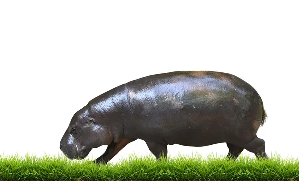 Ippopotamo pigmeo con erba verde isolato — Foto Stock