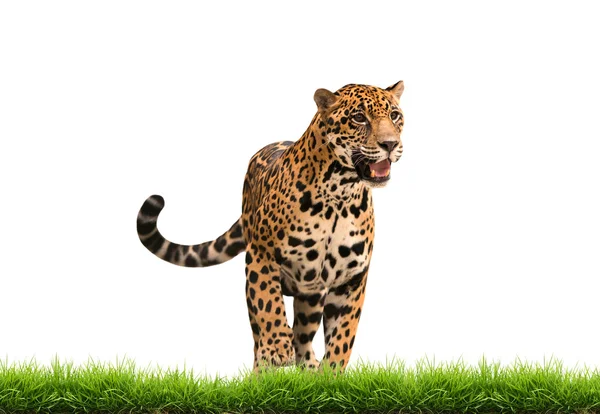 Jaguar (panthera onca) met groen gras geïsoleerd — Stockfoto