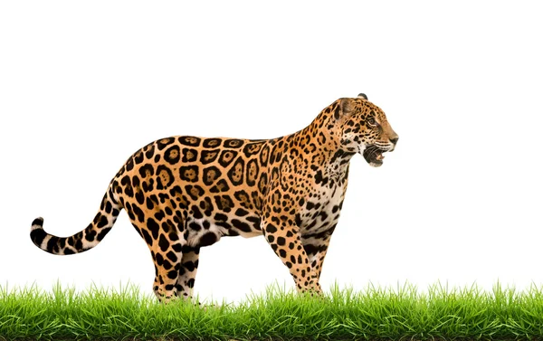 Jaguar (panthera onca) avec herbe verte isolée — Photo