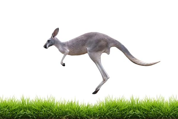 Grey kangaroo jump on green grass isolated — Stock Photo, Image