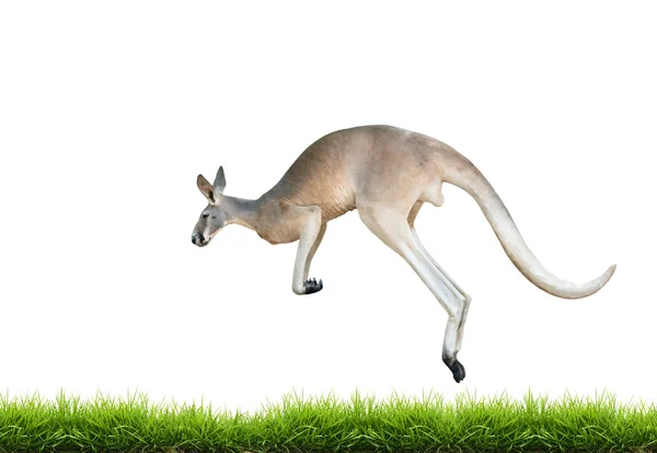 Red kangaroo jump on green grass isolated — Stock Photo, Image