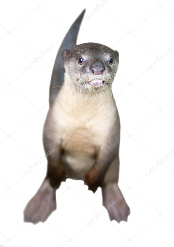 Smooth coated otter ( Lutrogale perspicillata )