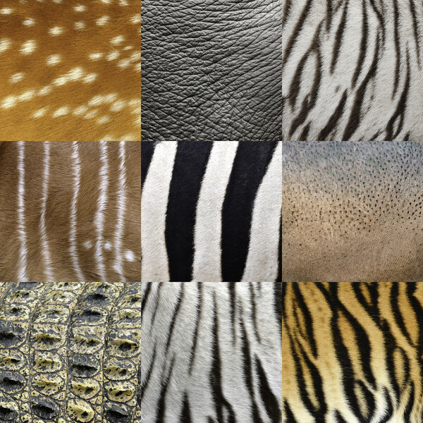 animals skin