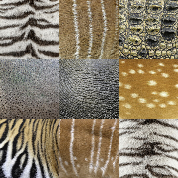 animals skin