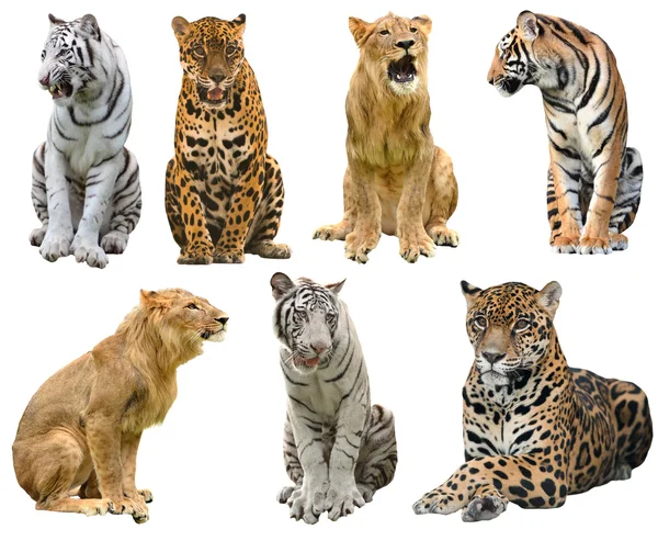 Collection of  big cat (panthera) — Stock Photo, Image