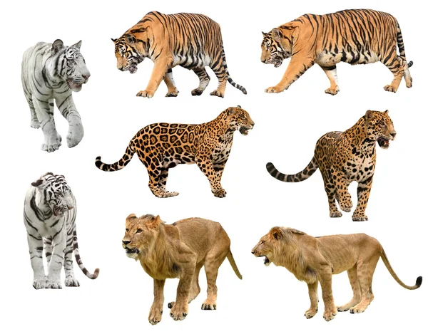 Sammlung von Raubkatzen (Panthera)) — Stockfoto