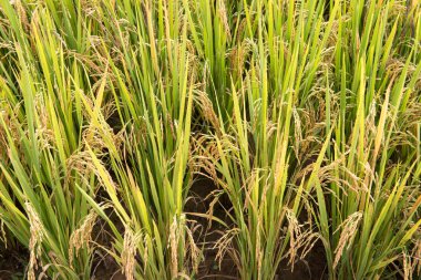 Tayland 'daki pirinç tarlası