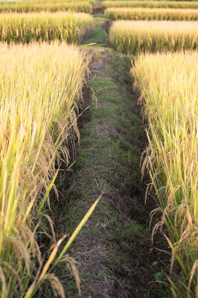 Pole ryżowe w Tajlandii — Zdjęcie stockowe