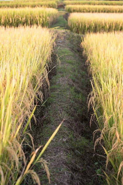 Campo de arroz en Tailandia — Foto de Stock