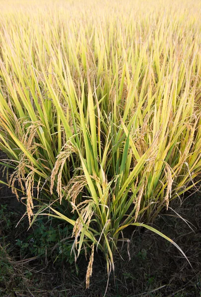 Campo de arroz na Tailândia — Fotografia de Stock