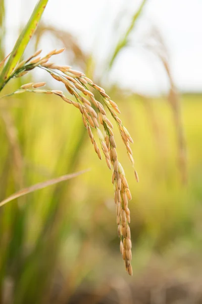 Rice field in thailand — Stock Photo, Image