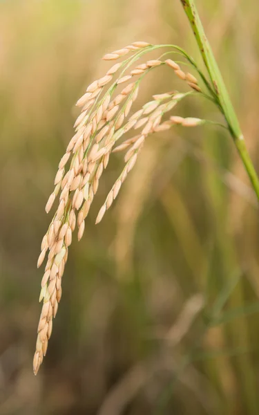 Rice field in thailand — Stock Photo, Image