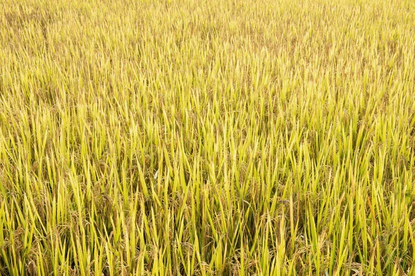 Rice field in thailand — Stock Photo, Image