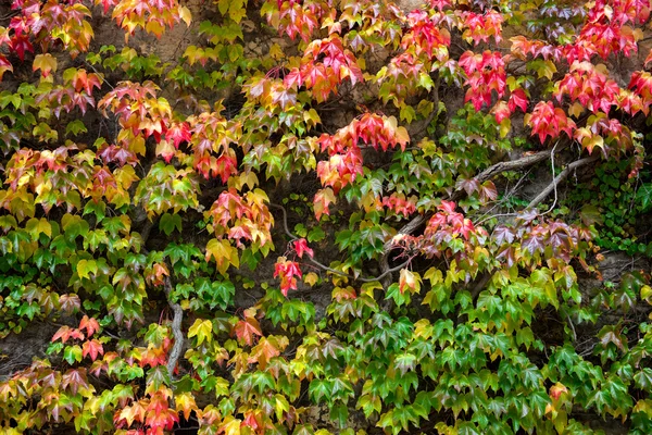 Walls are covered with ivy — Stock Photo, Image