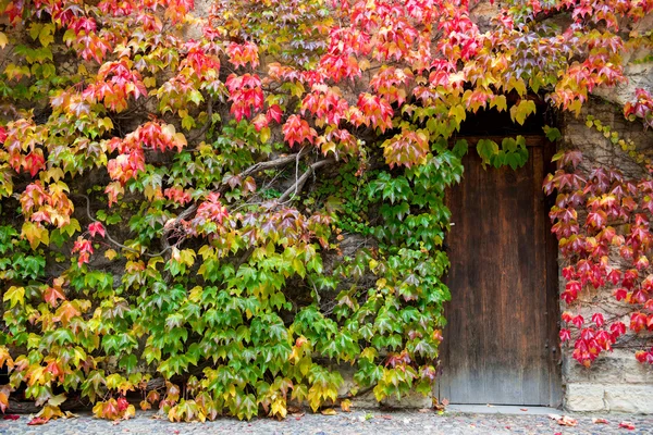 Wooden door and walls are covered with ivy. — Stock Photo, Image