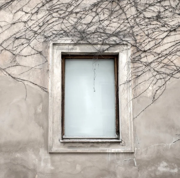 창과 말린된 포도 나무 — 스톡 사진
