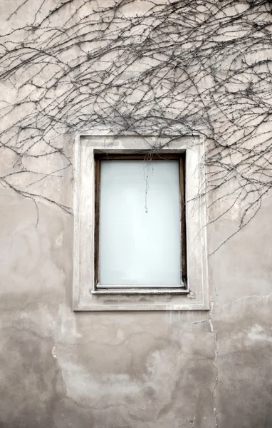 Windows and dried vine — Stock Photo, Image