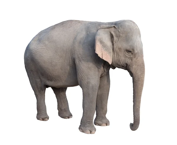 Asia słoń — Zdjęcie stockowe