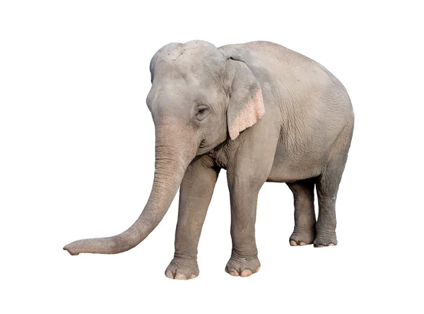 Elefante asiático — Foto de Stock