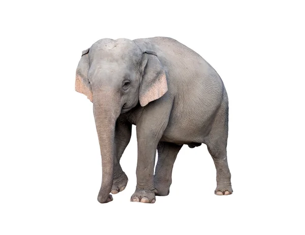 Elefante da Ásia — Fotografia de Stock