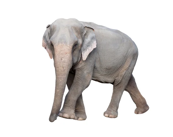 Elefante asiático — Foto de Stock