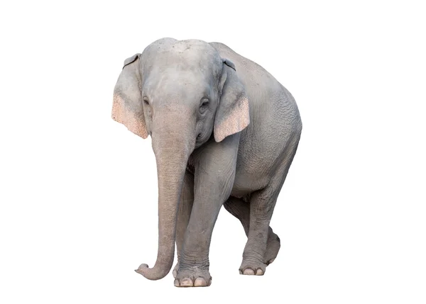 Asien elefant — Stockfoto