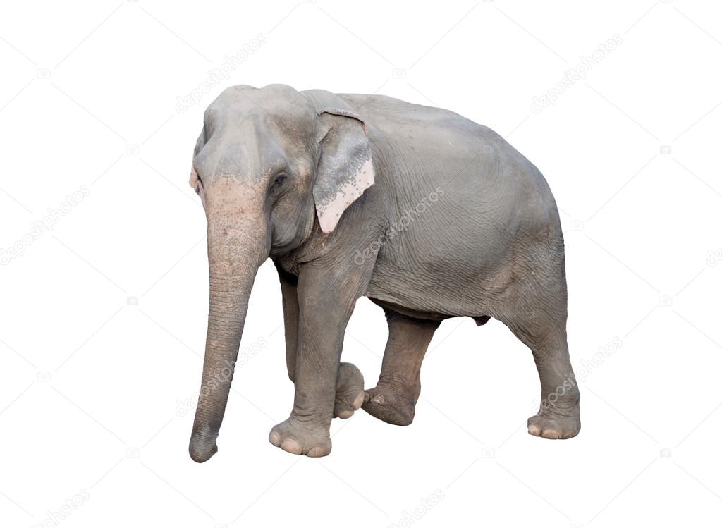 asia elephant