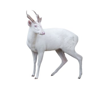 Albino havlayan geyik