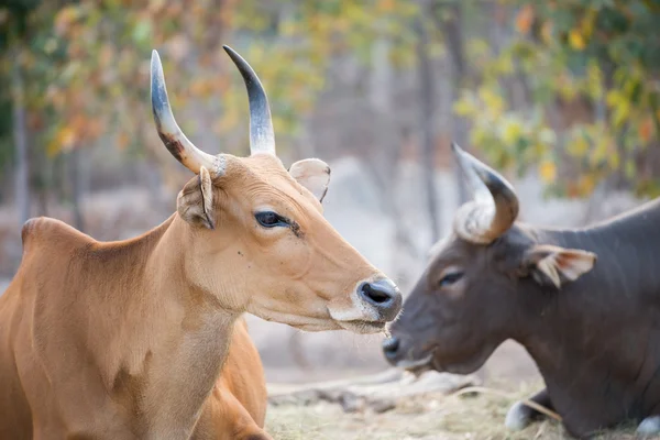 Banteng — Stok Foto