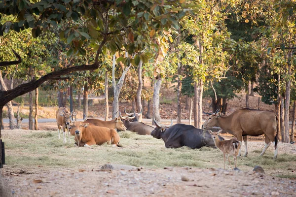 Banteng — Stockfoto