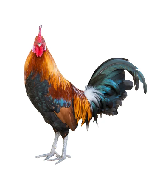 Gallo isolato — Foto Stock