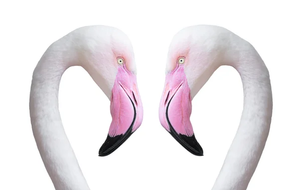 Two flamingo head — Stock Photo, Image