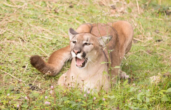 Puma. — Foto de Stock