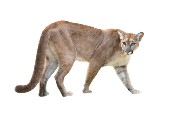 Puma isolated — Stock Photo, Image