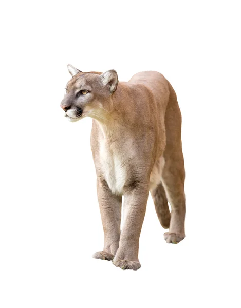 Puma isolated — Stock Photo, Image