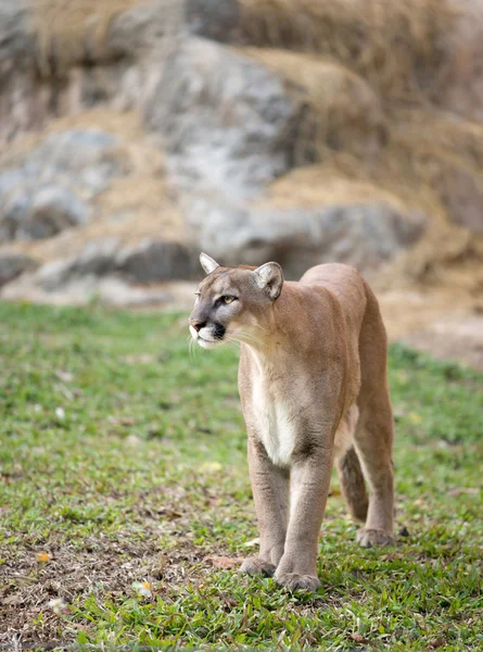 Puma. — Fotografia de Stock