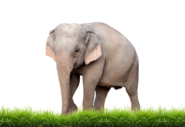 Азія слон — стокове фото