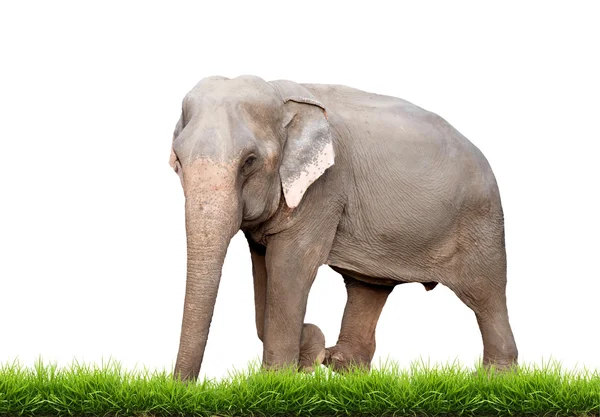 Asia elephant — Stock Photo, Image