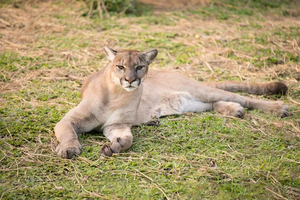 Puma — Stockfoto