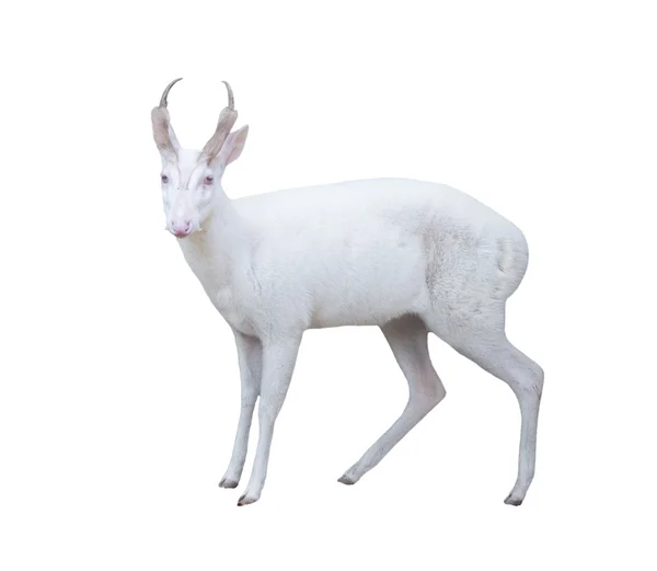 アルビノ吠える鹿 — ストック写真