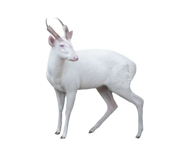 Cervo albino abbaiante — Foto Stock