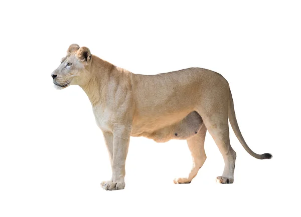 Kvinnliga lejon isolerade — Stockfoto