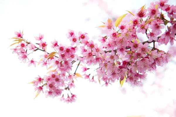 Bela flor de cereja himalaia selvagem — Fotografia de Stock