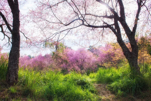 Beautiful wild himalayan cherry flower — Stock Photo, Image