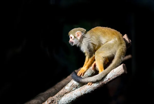 Małpa wiewiórki — Zdjęcie stockowe