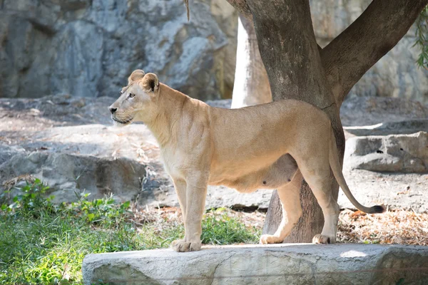 León hembra — Foto de Stock