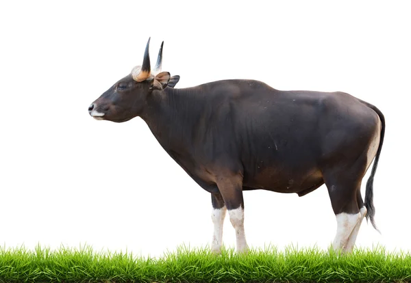 Mannelijke banteng met groen gras geïsoleerd — Stockfoto