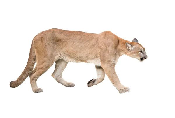 Puma isoliert — Stockfoto